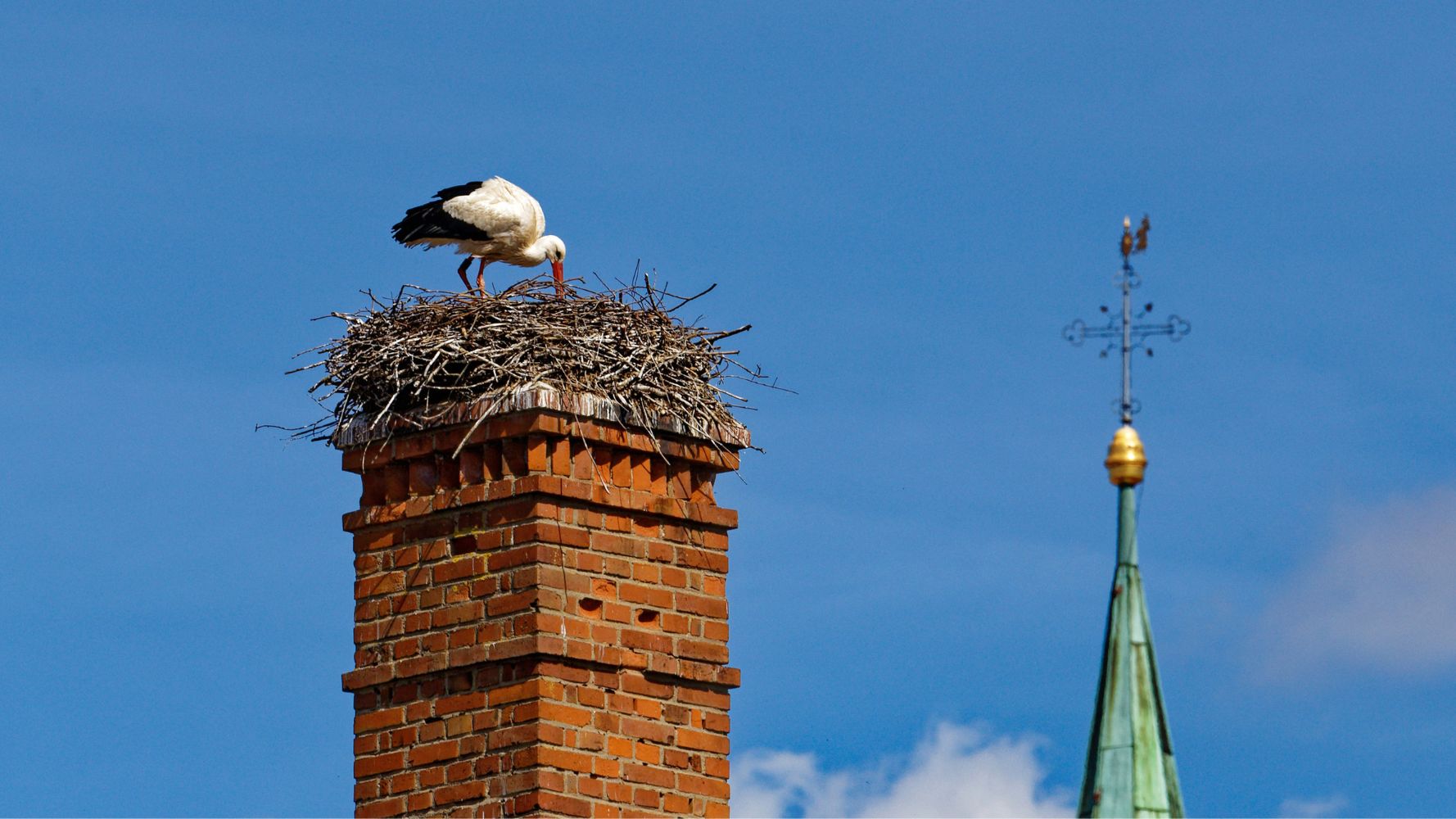 Chimney Animal Removal Services